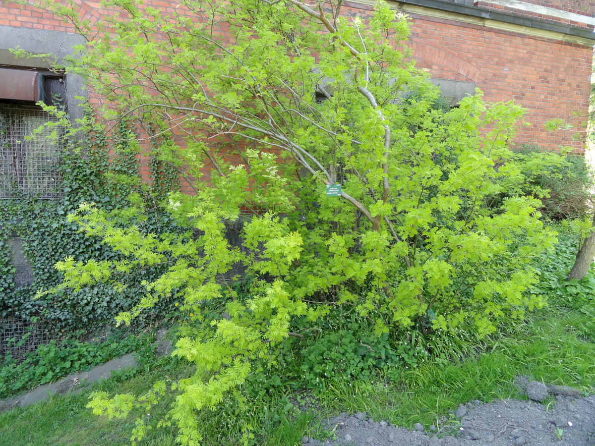 A full Siberian peashrub covered in leaves and yellow blooms