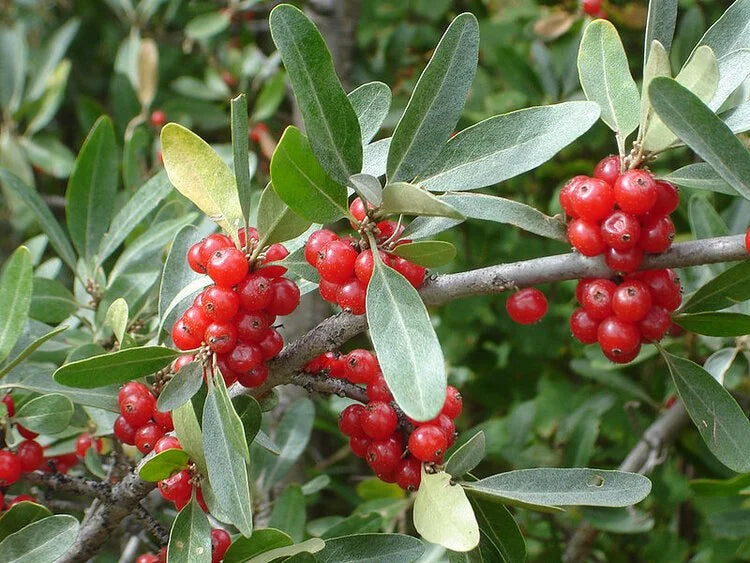 A silver buffaloberry branch loaded with red fruit