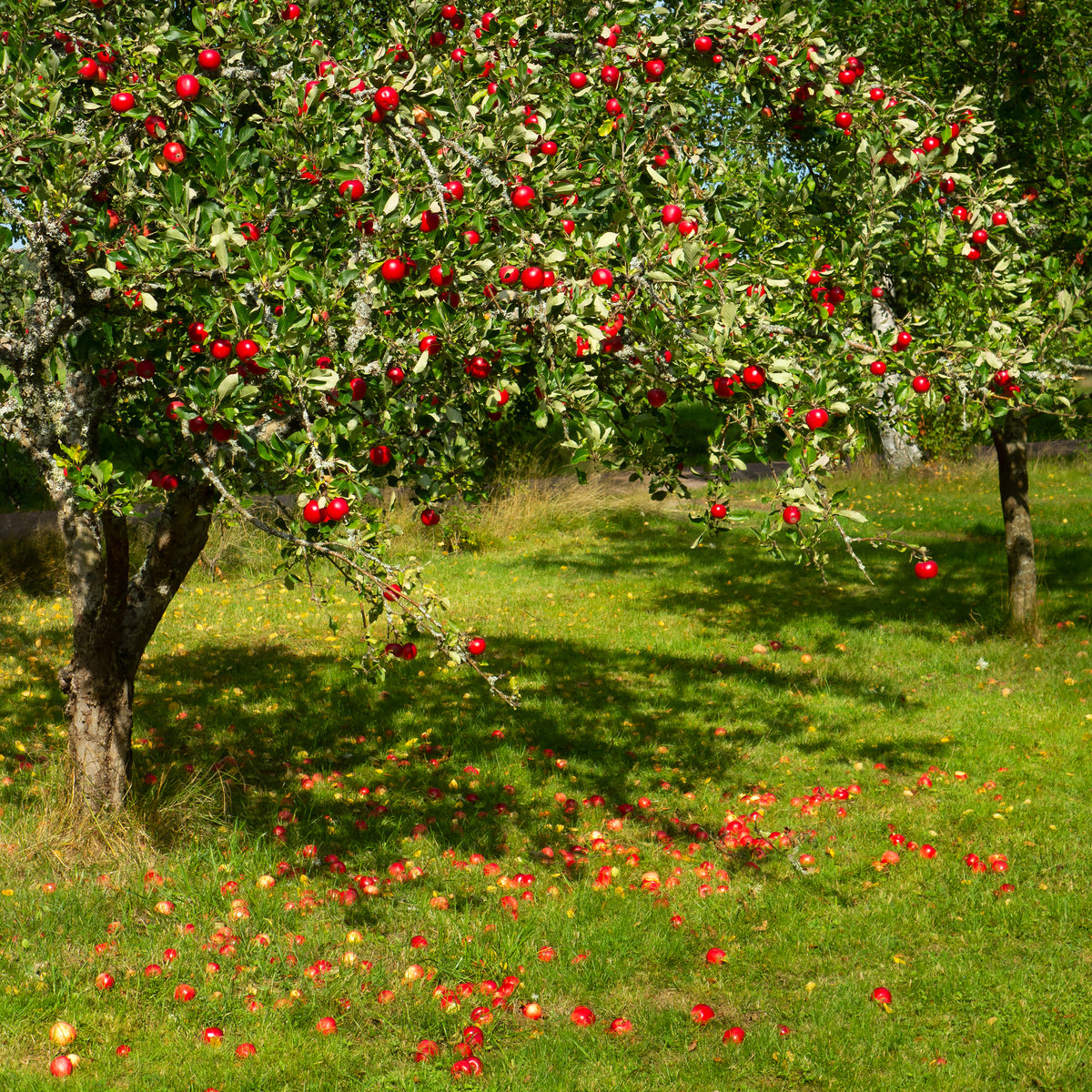 Representative photo of an apple tree loaded with fruit, not Six Finger Jack itself