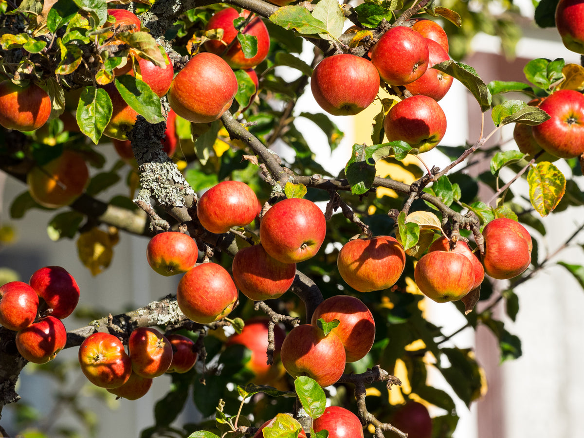Representative photo of small bright red apples crowded on the branches, not Shafer itself