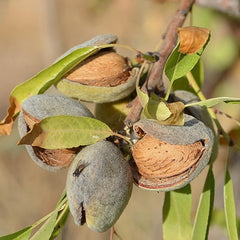 SnowCzar Almond