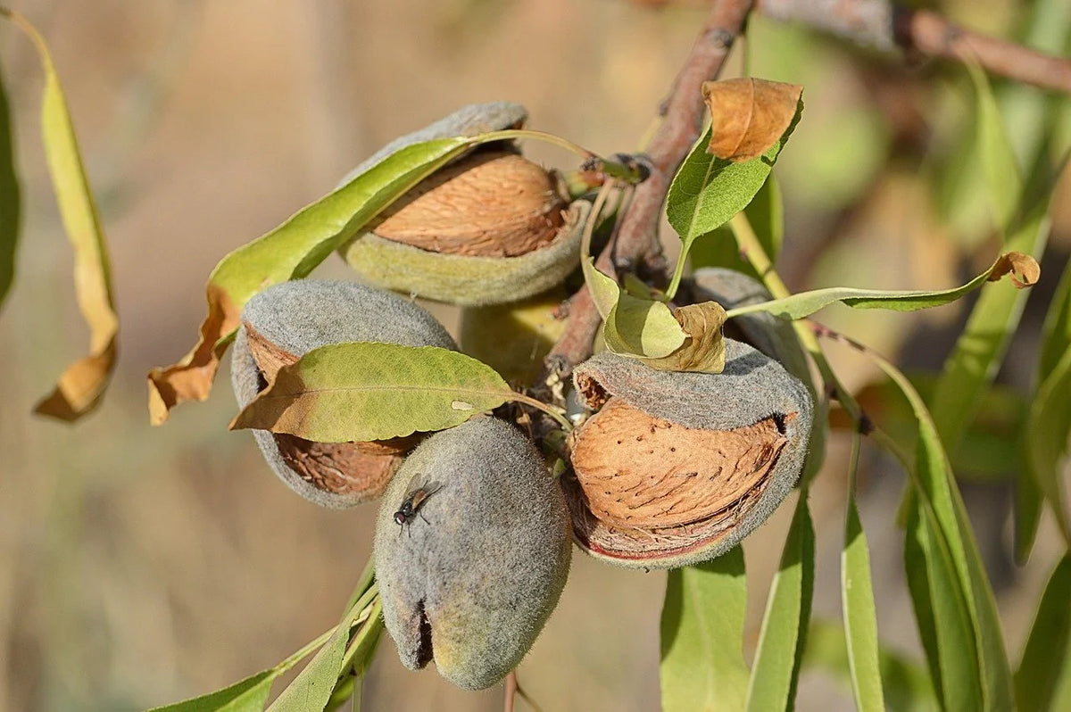 A SnowCzar almond splitting open on the branch