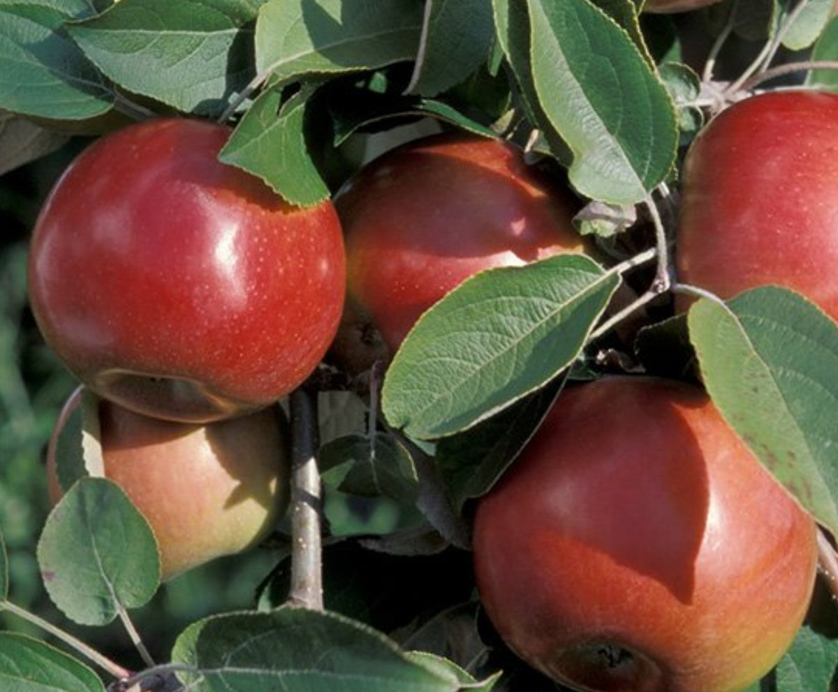 SnowSweet apples ripening on the branch