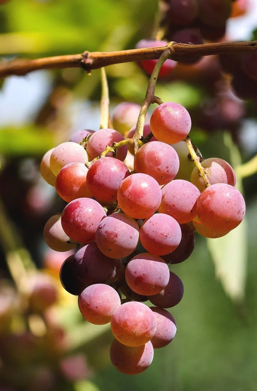 A Somerset Seedless grape cluster ripening on the vine