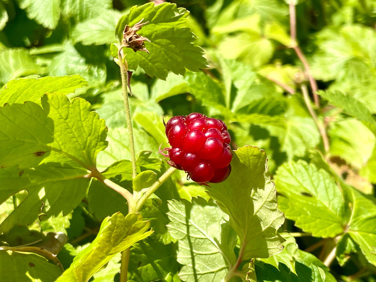 A ripe Sophia groundcover raspberry on the plant