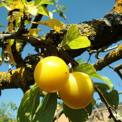 South Dakota Plum
