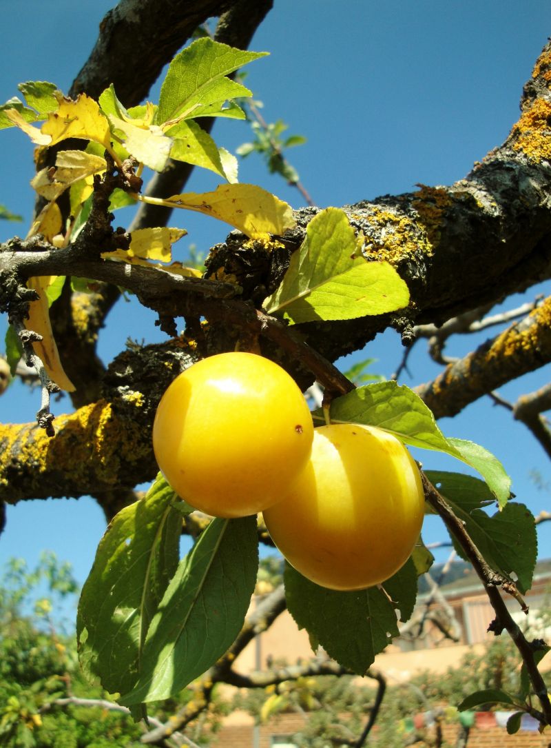 Golden South Dakota plums ripening on the branch