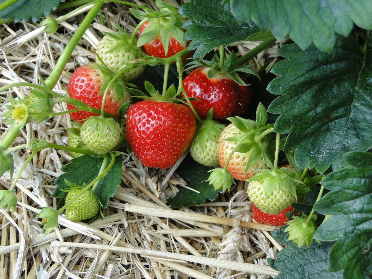 Sparkle strawberries ripening on the plant under straw mulch
