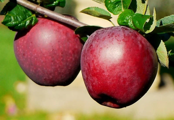 Spartan Apple (Spring 2027)