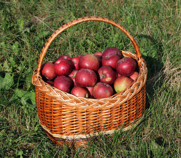 Spartan apples in a wicker basket on the grass