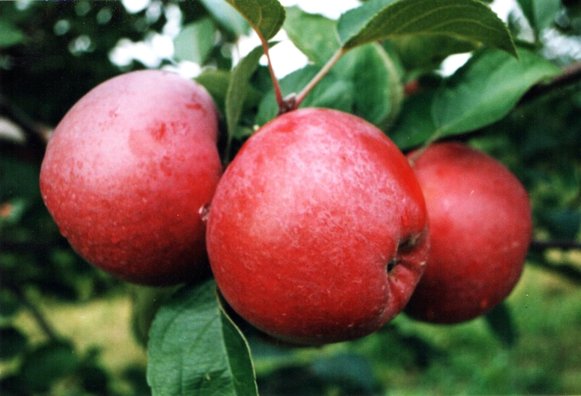 Red Spartan apples on the branch