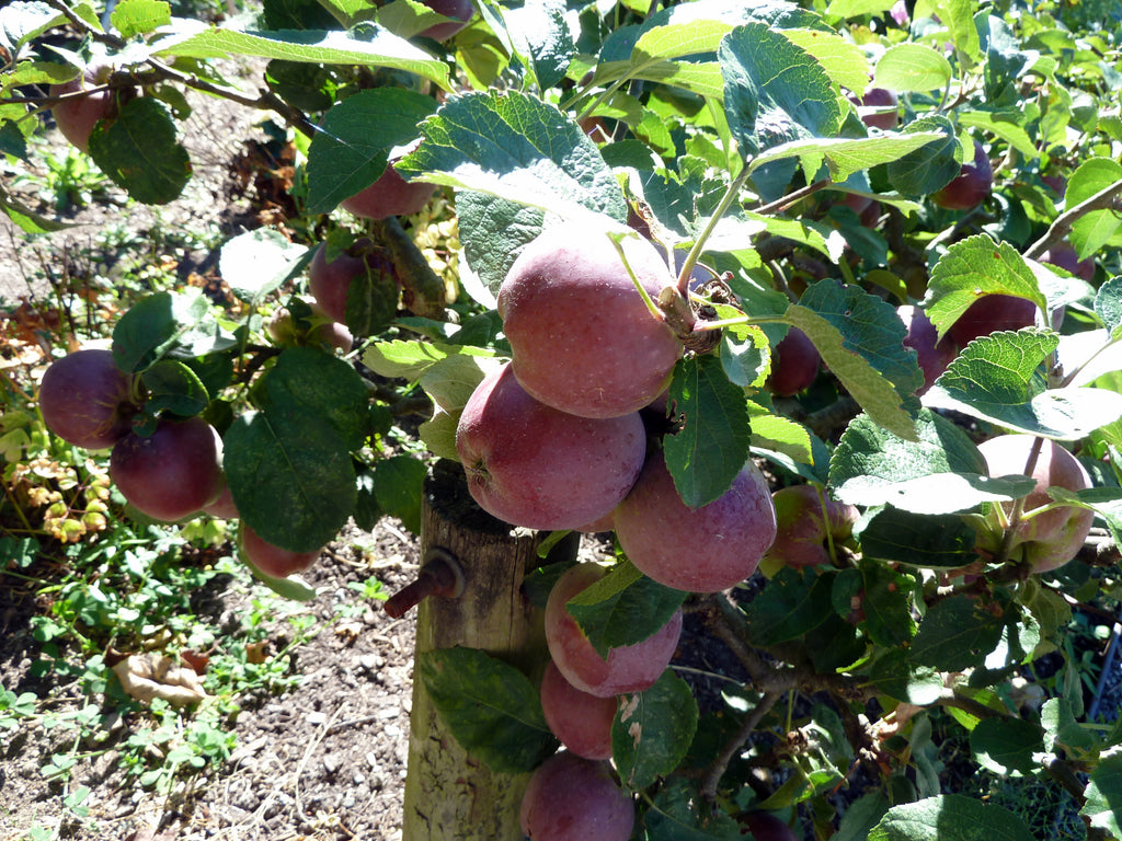 Spartan apples ripening on an espaliered tree at UBC Botanical Garden