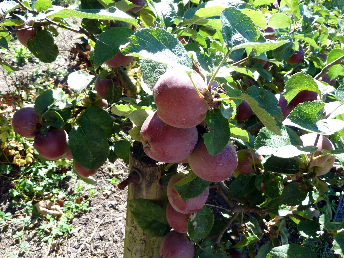 Spartan apples ripening on an espaliered tree at UBC Botanical Garden