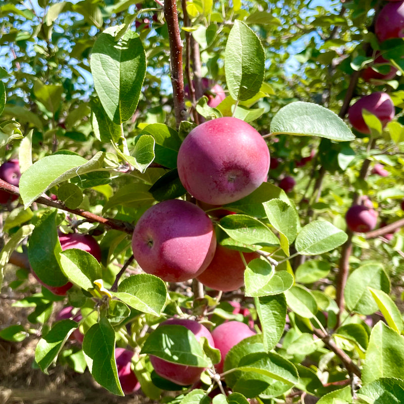 Spartan x Mac Apple Seedling (Bundle of 2) | Spring 2027