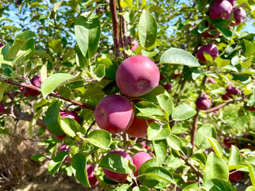 A Spartan x McIntosh seedling apple ripening on the branch