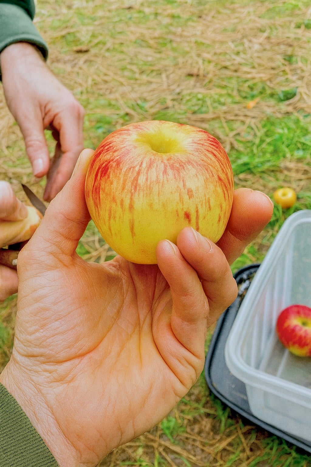 A large Spokane Beauty apple held in hand