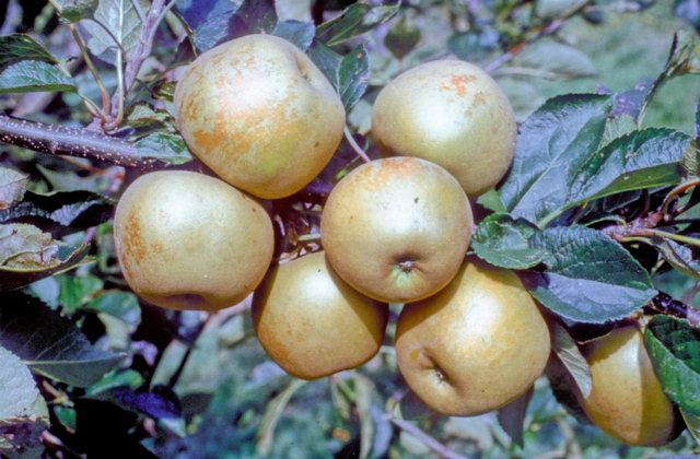 St. Edmund's Pippin apples on the tree