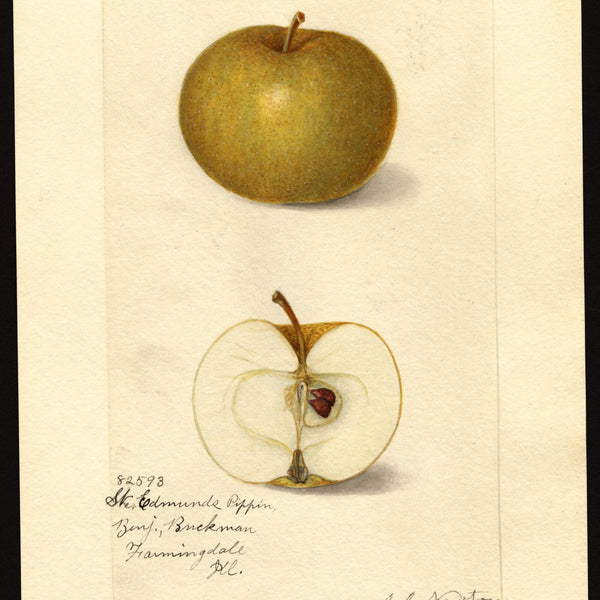 Historic USDA watercolor of the St. Edmund's Pippin apple, whole and cut