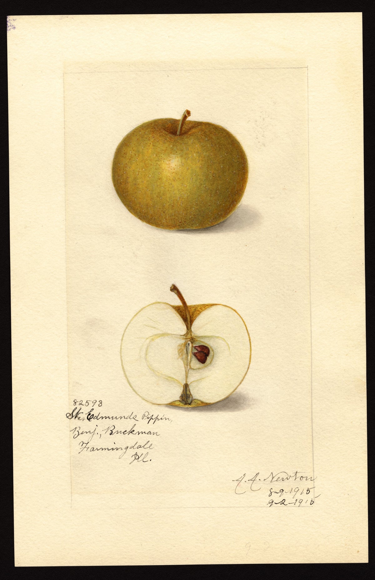 Historic USDA watercolor of the St. Edmund's Pippin apple, whole and cut