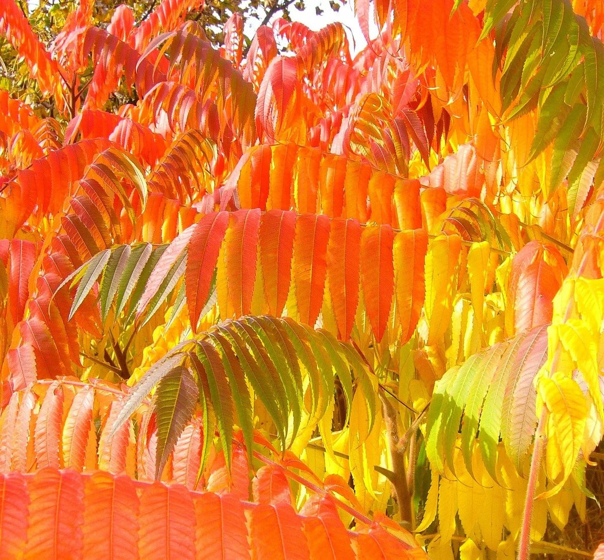 Staghorn sumac foliage in brilliant orange fall color