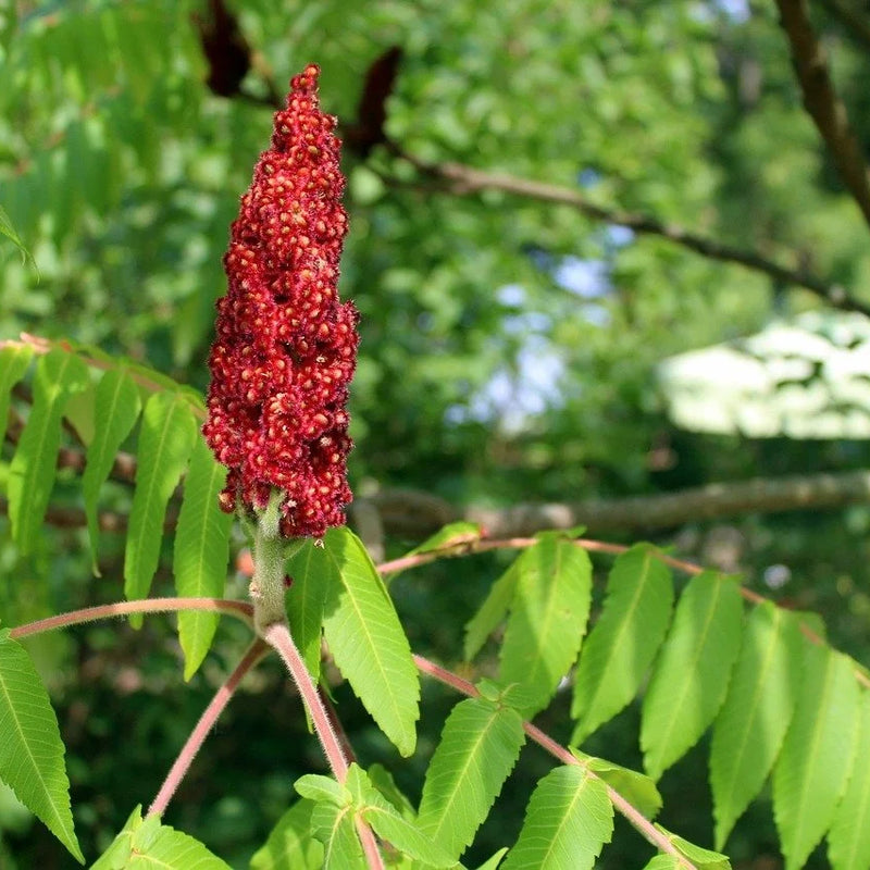 Staghorn Sumac (Bundle of 3)