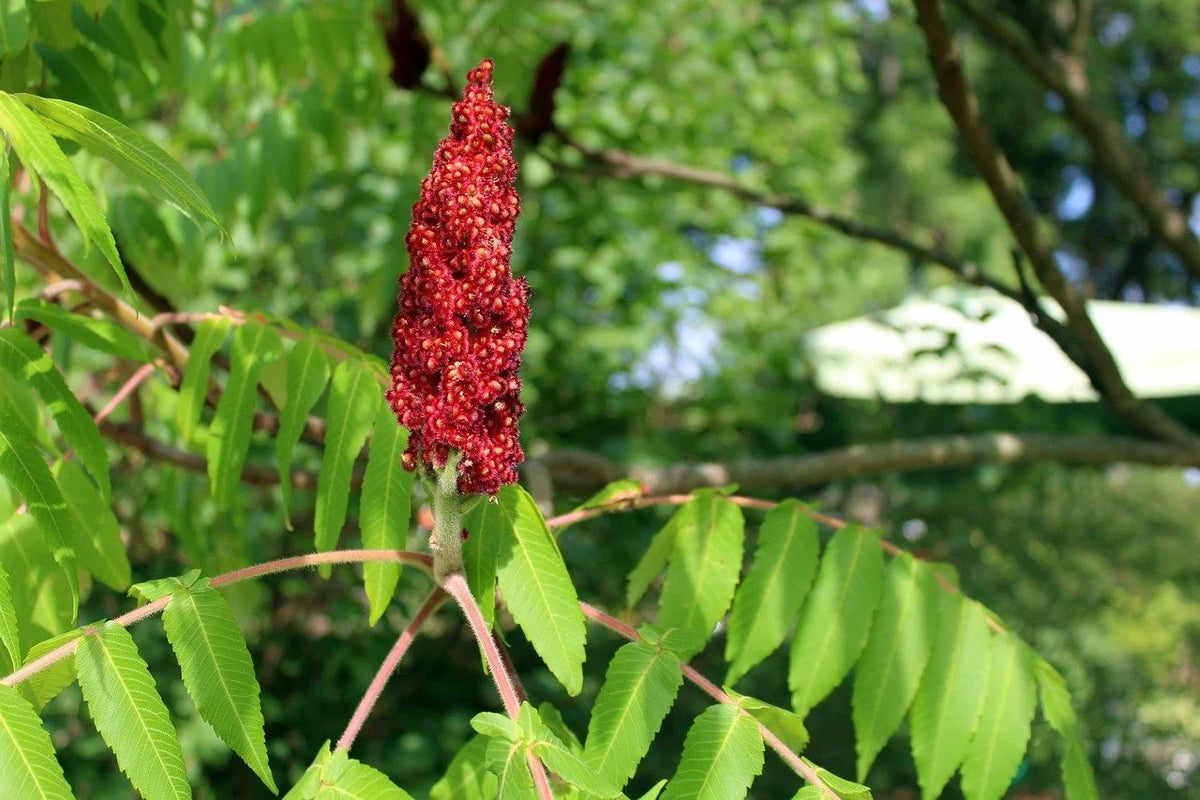 A red staghorn sumac fruit cluster above compound leaves