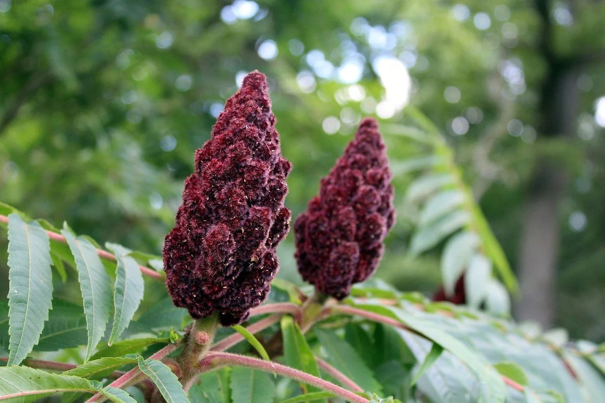 Deep red staghorn sumac fruit heads in summer