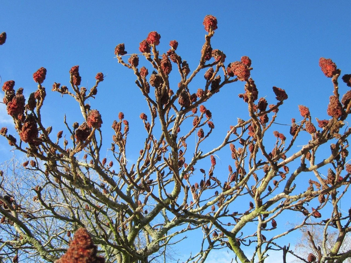 Staghorn sumac seed heads on bare winter branches