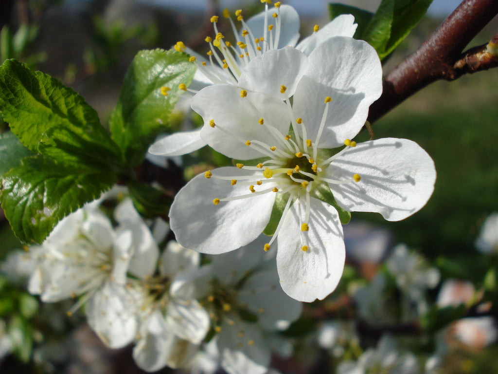 Close view of Stanley plum blossoms