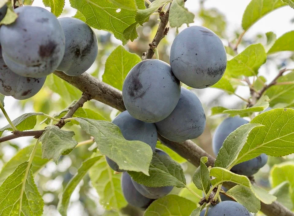 Stanley plums ripening on the branch