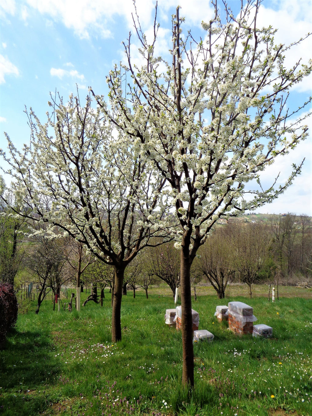 Stanley plum trees in full white bloom