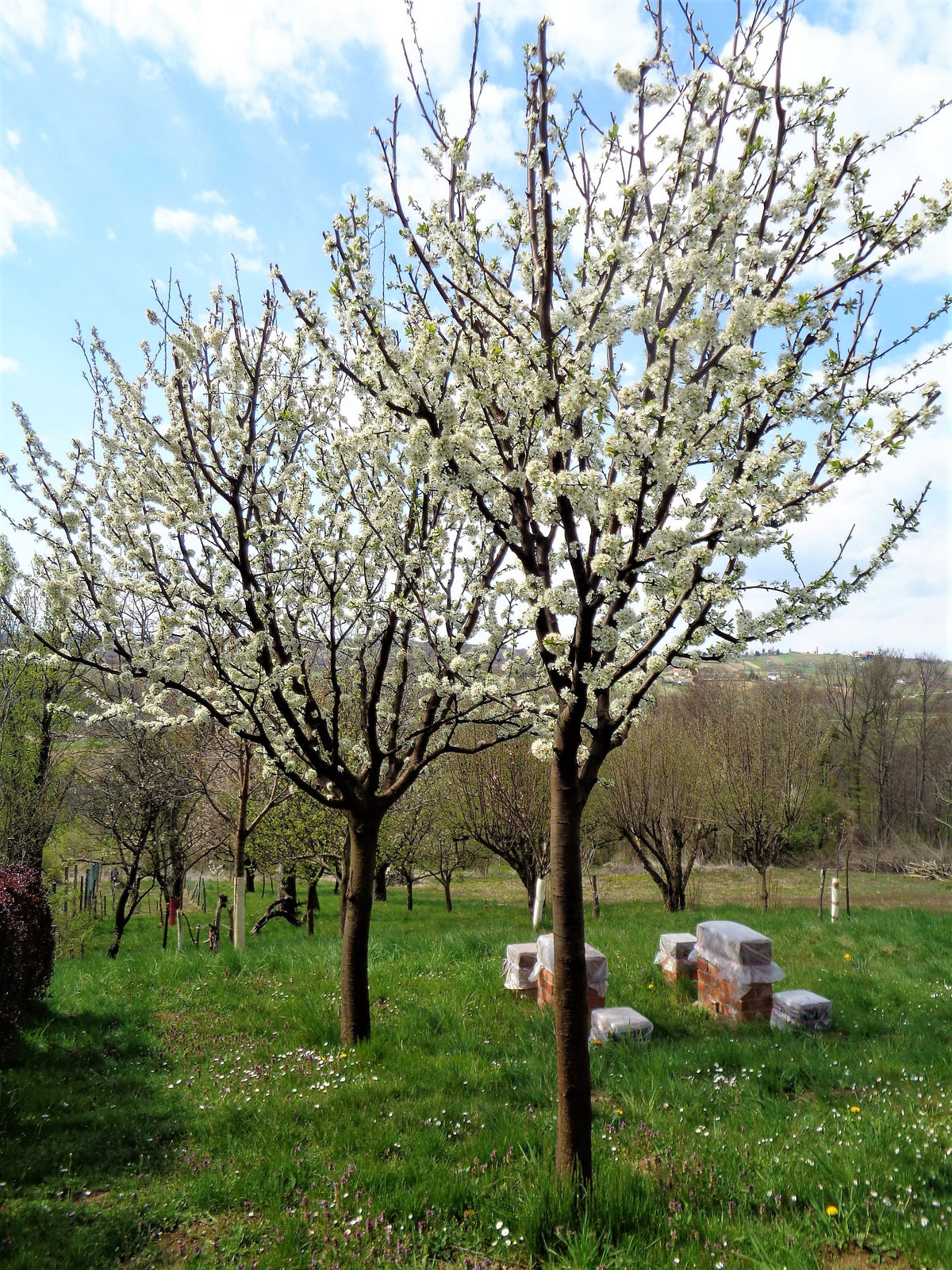 Stanley plum trees in full white bloom