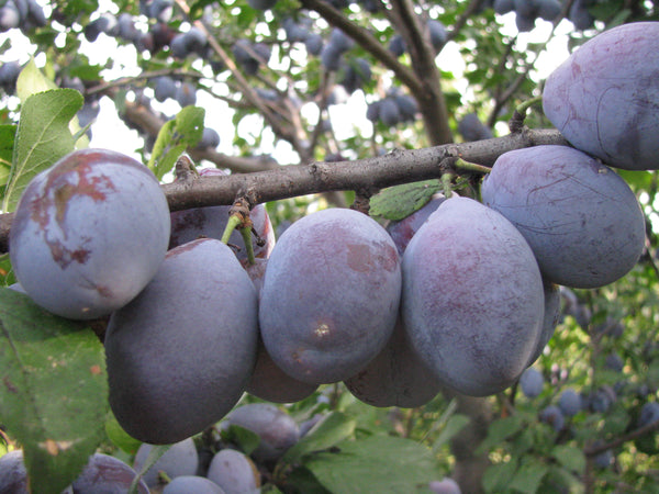 Stanley Plum