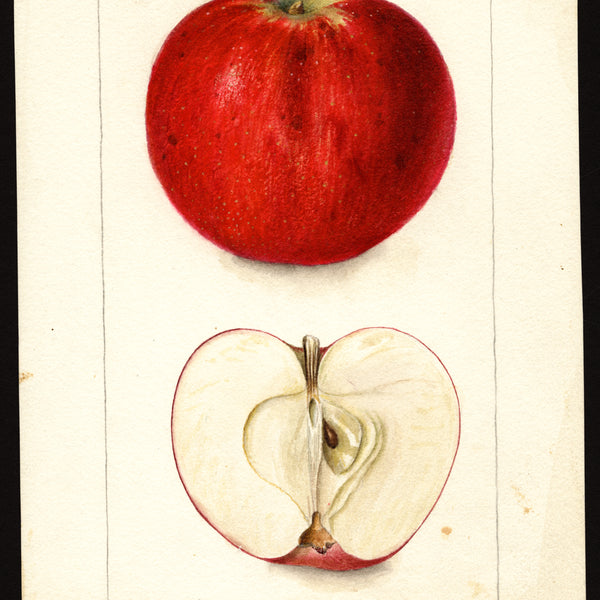 USDA pomological watercolor of the Starkey apple