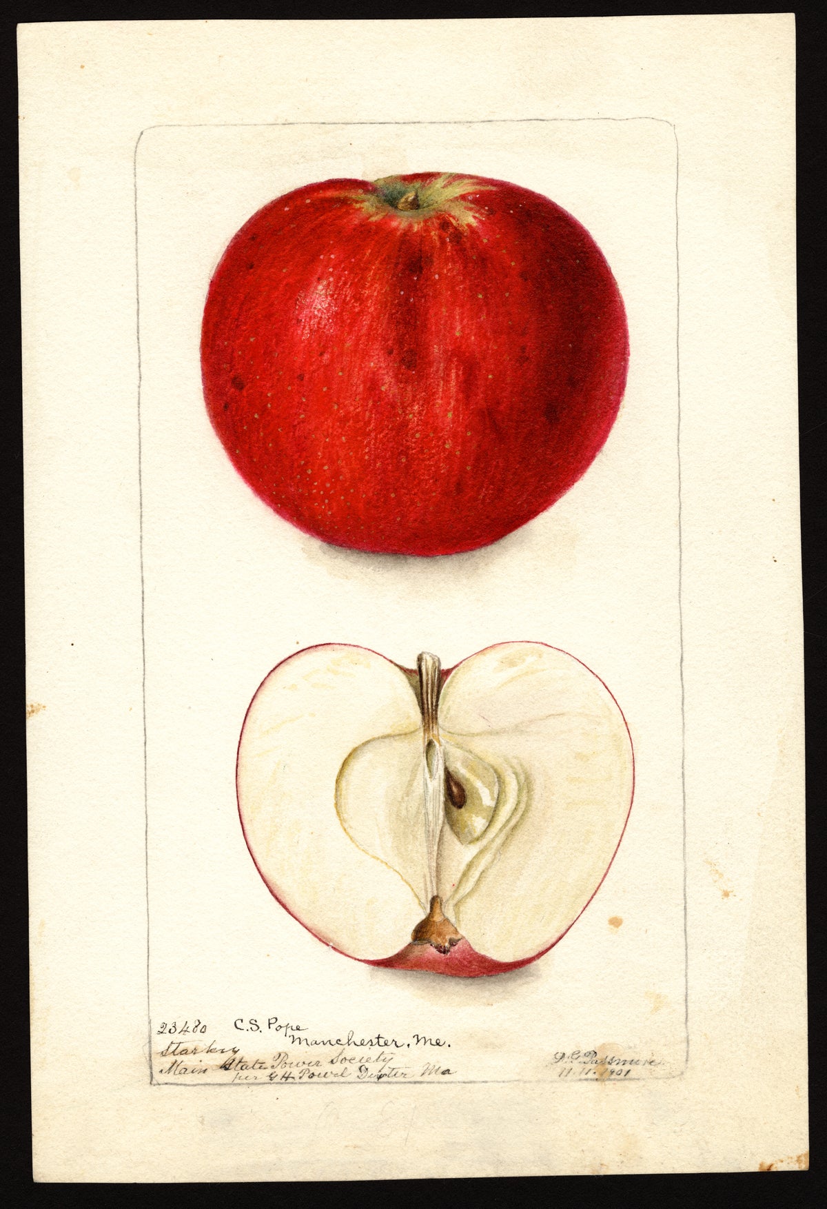 USDA pomological watercolor of the Starkey apple