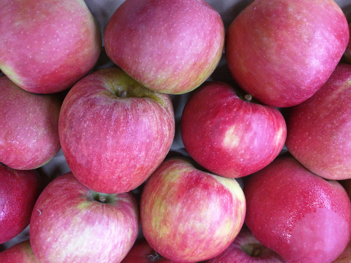 Freshly harvested Stayman apples