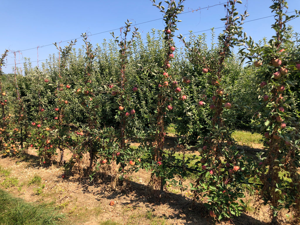 Rows of Stayman Winesap apple trees with ripening fruit