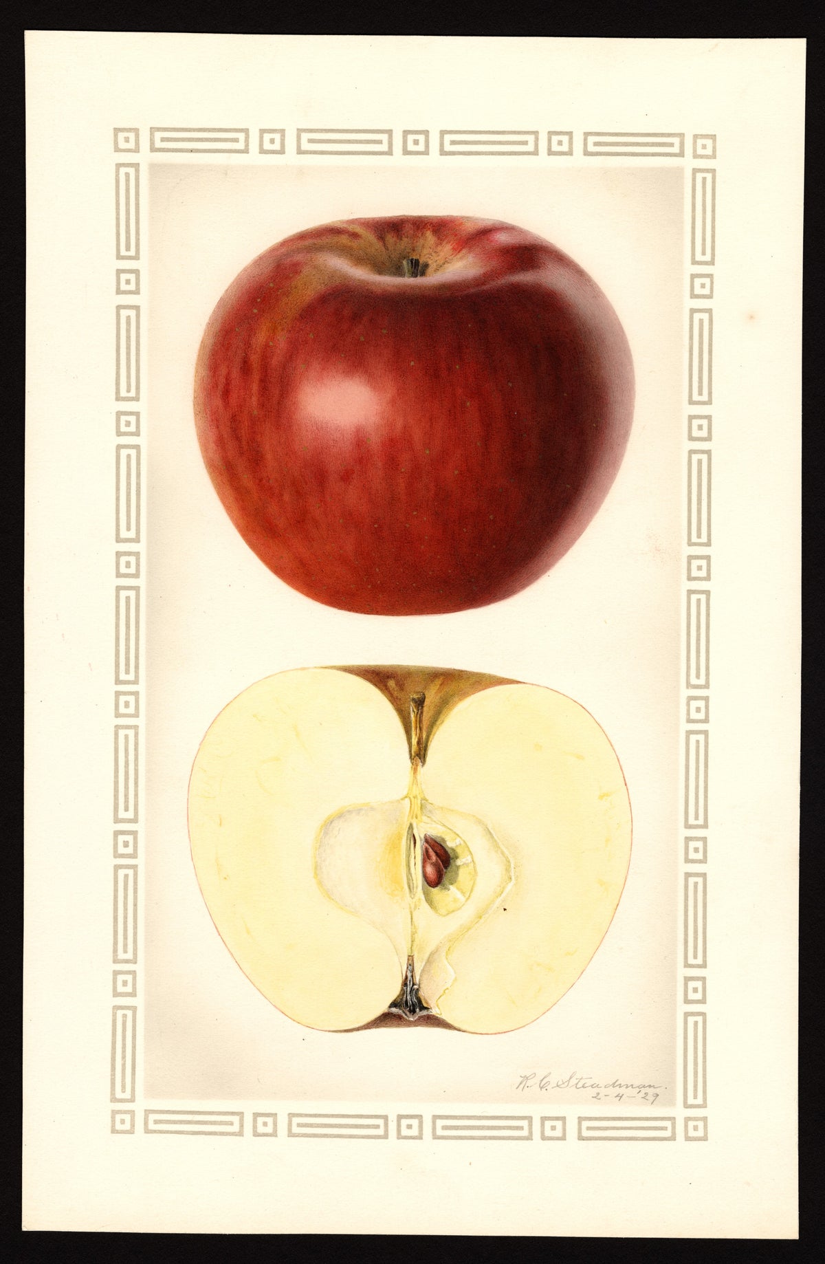 Historic USDA watercolor of the Stayman Winesap apple, whole and cut