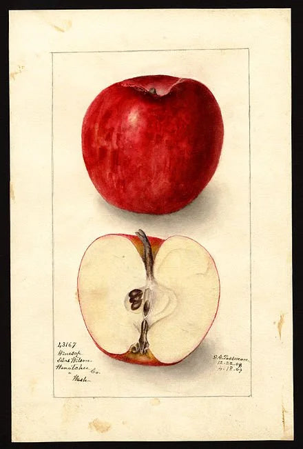 Historic USDA watercolor of the Stayman Winesap apple, whole and cut