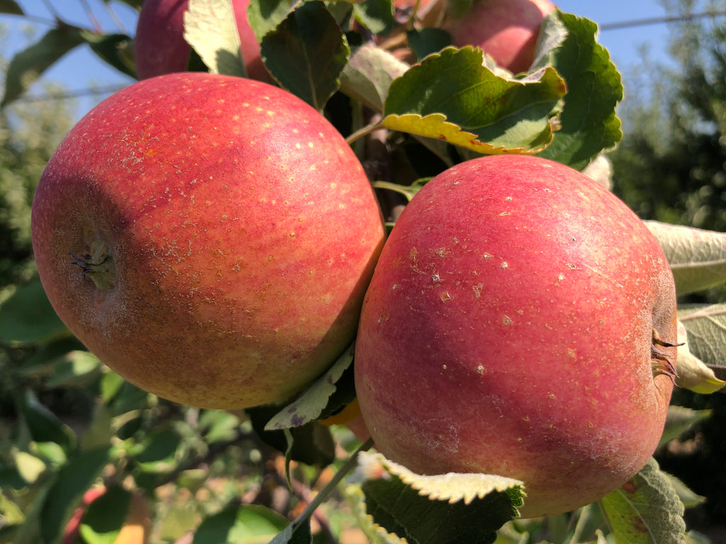 Two ripe Stayman Winesap apples on the branch