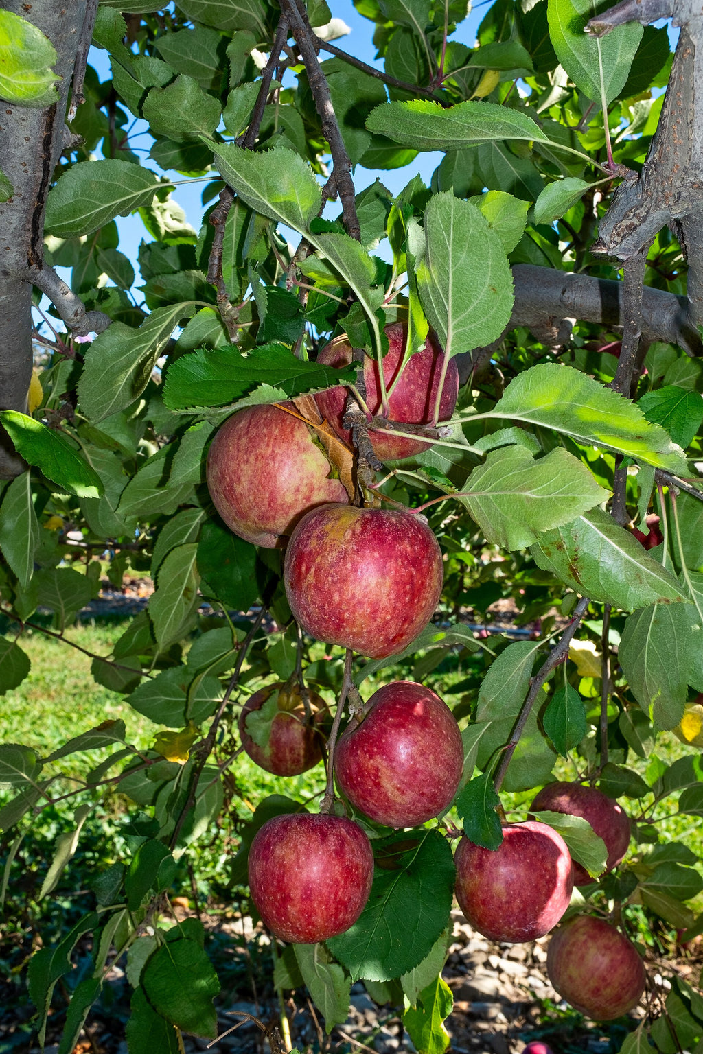 Stayman Winesap apples ripening on the tree
