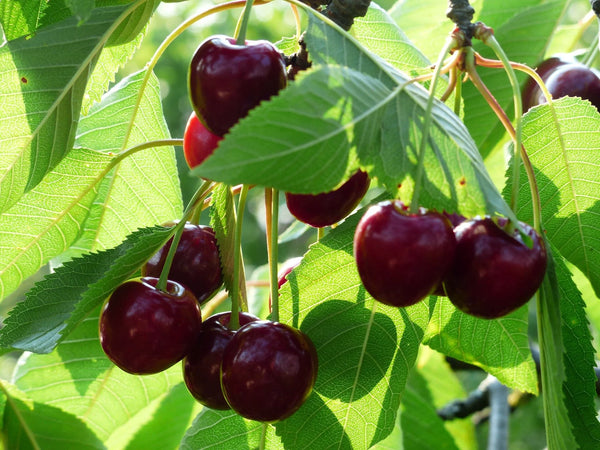 Stella Sweet Cherry