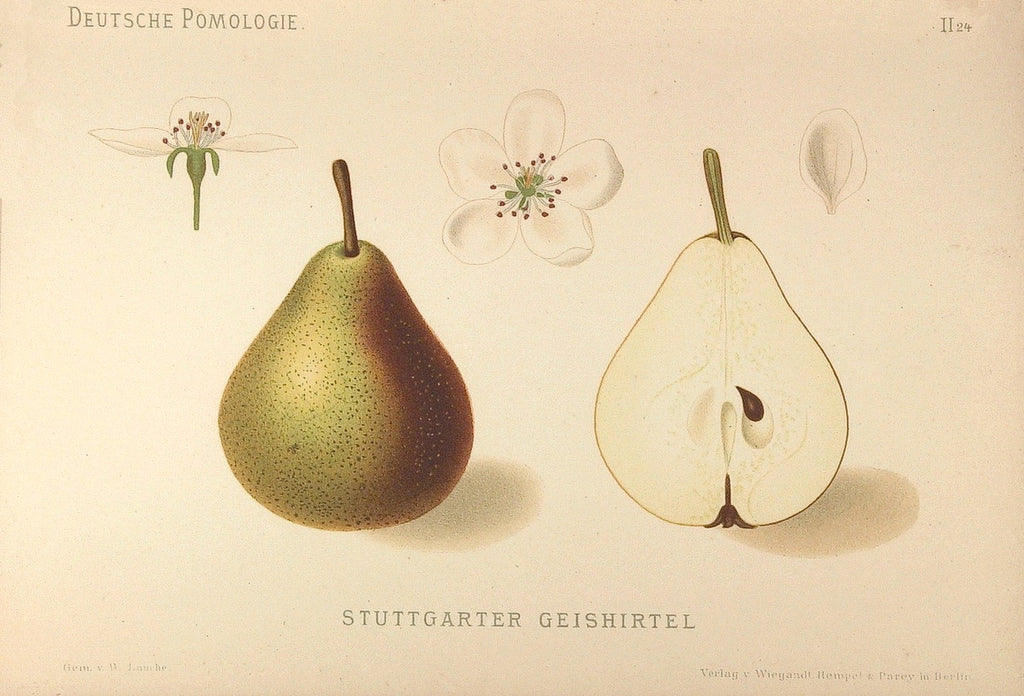 Botanical illustration of the Stuttgarter Gaishirtle pear, whole and cut