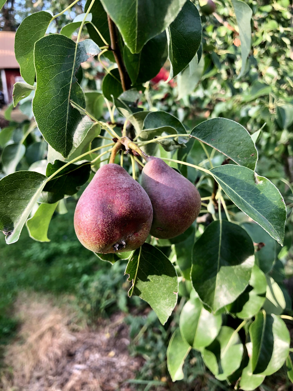 Stuttgarter Gaishirtle pears ripening on the branch