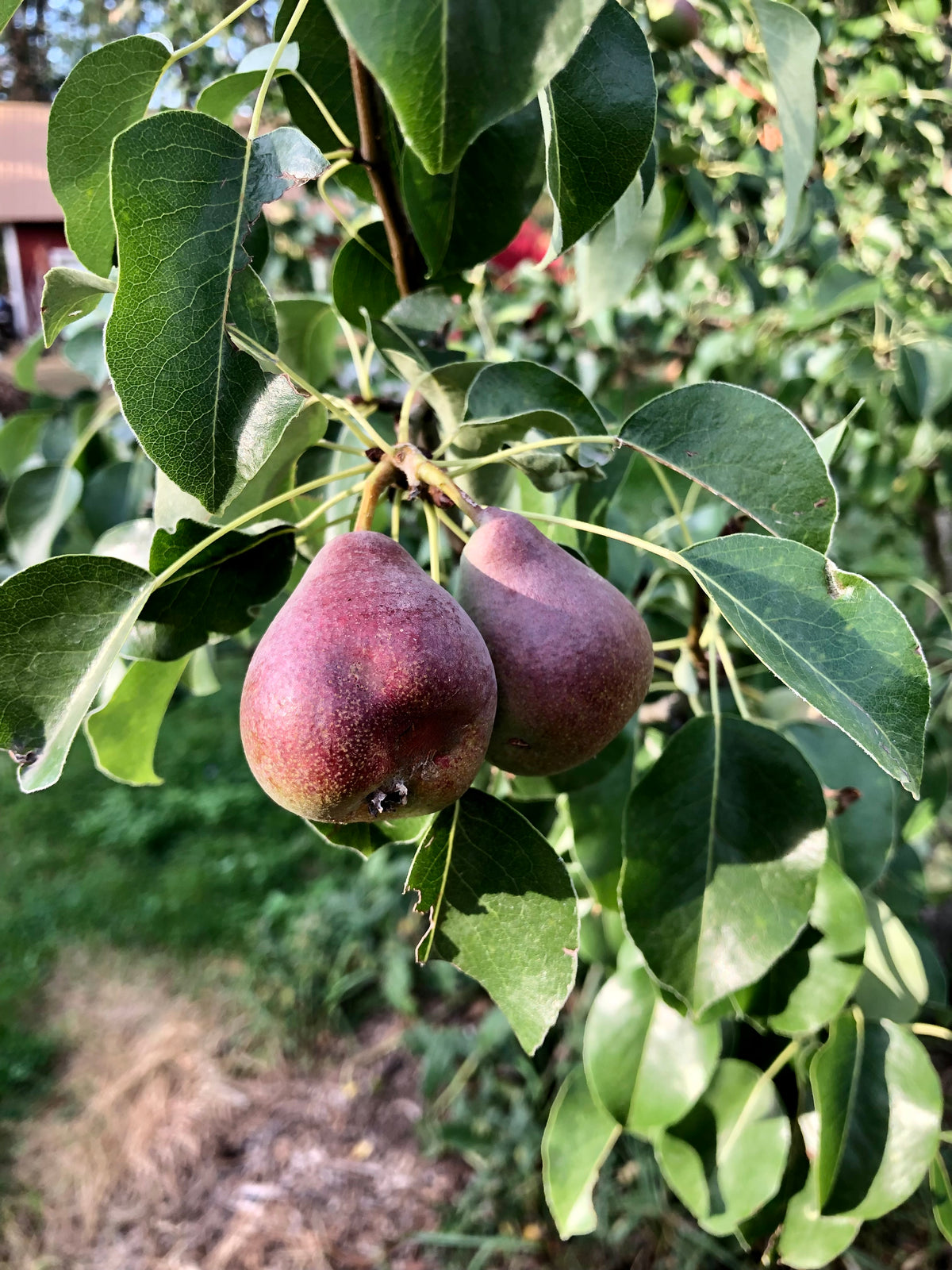 Stuttgarter Gaishirtle pears ripening on the branch