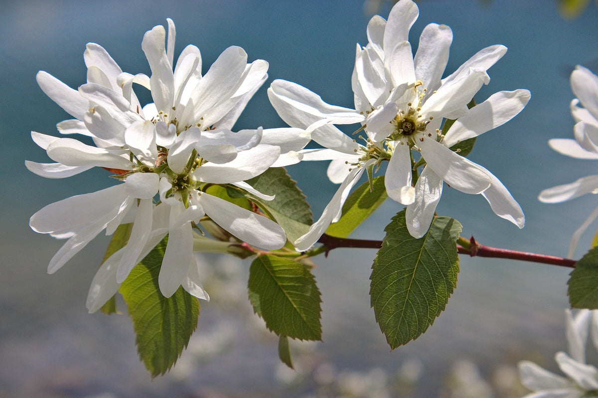 Success serviceberry in bloom with white flowers