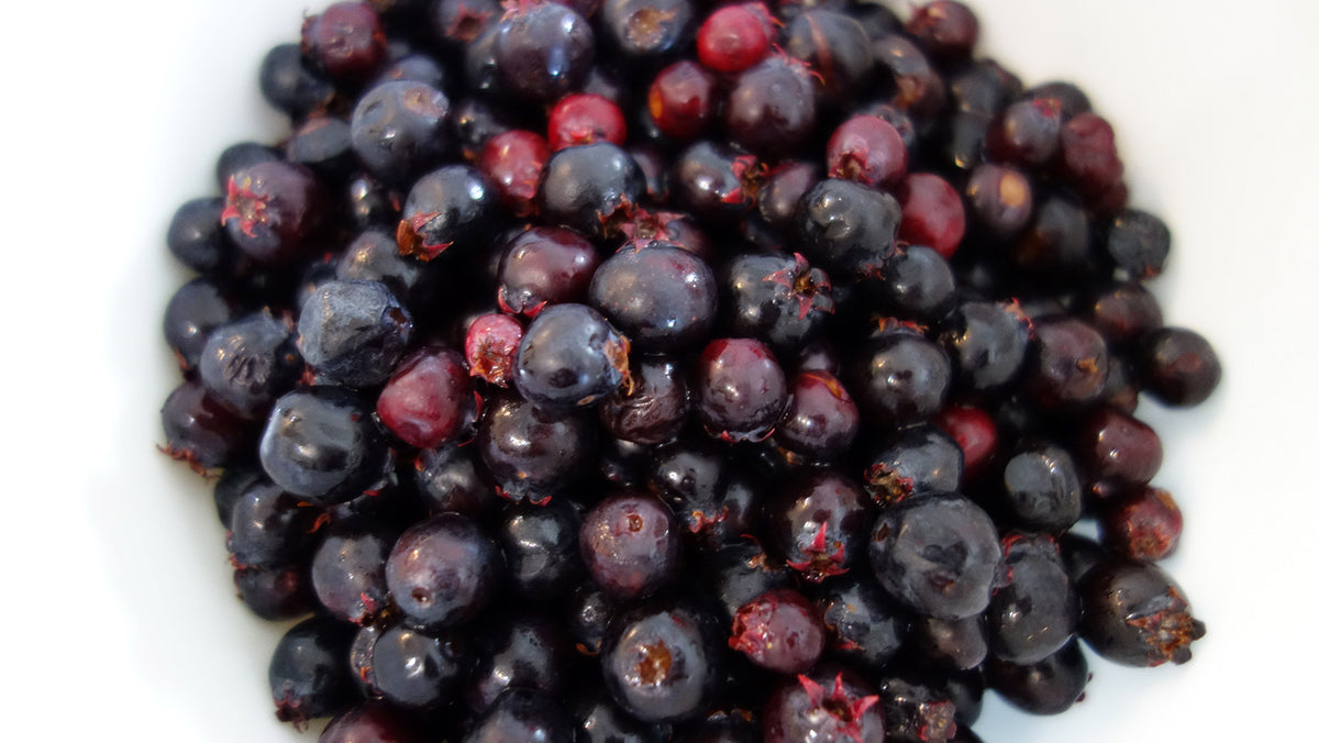 A heap of ripe Success serviceberries