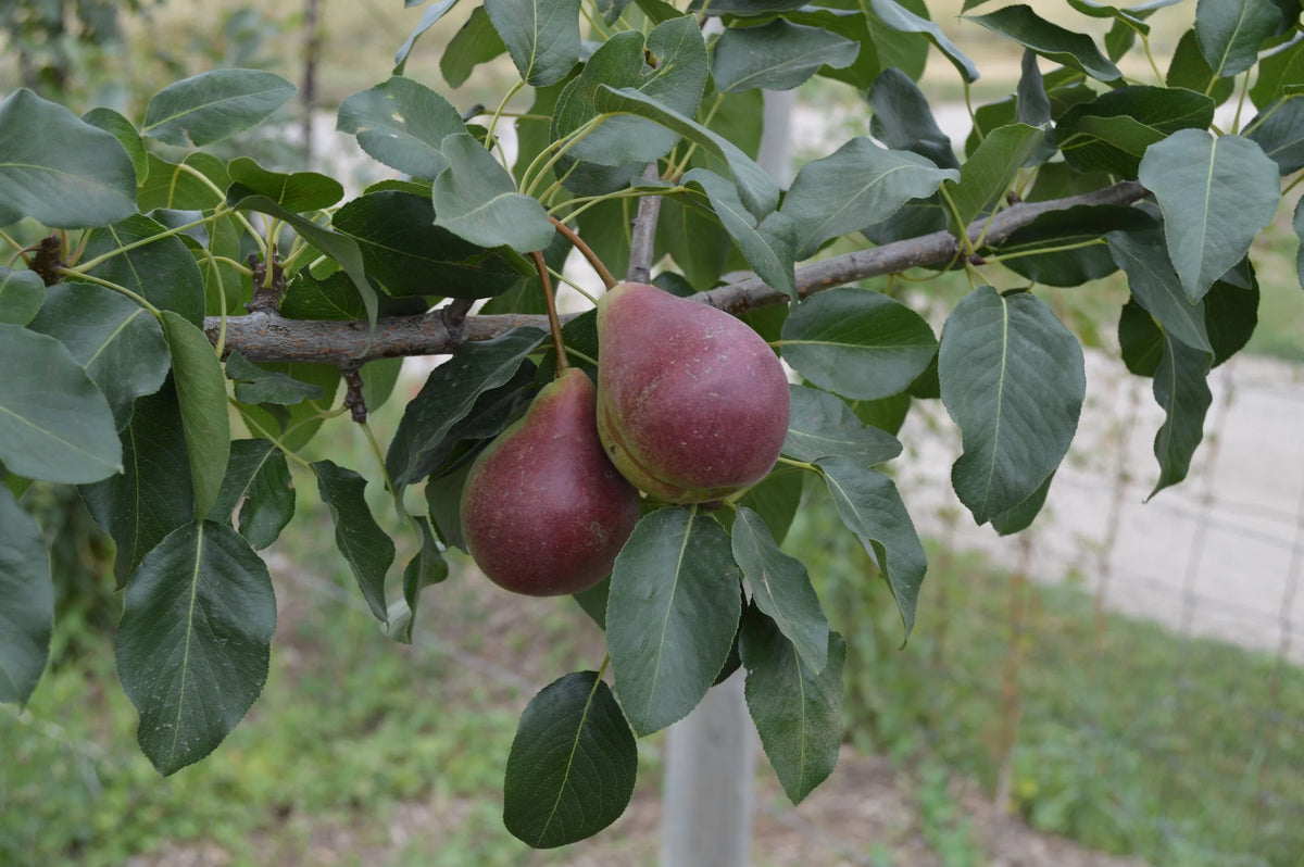 A blushed Summercrisp pear hanging on the branch