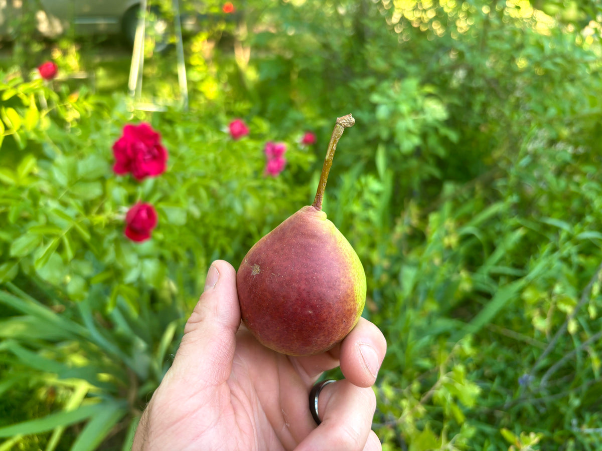 A Summercrisp pear held in hand