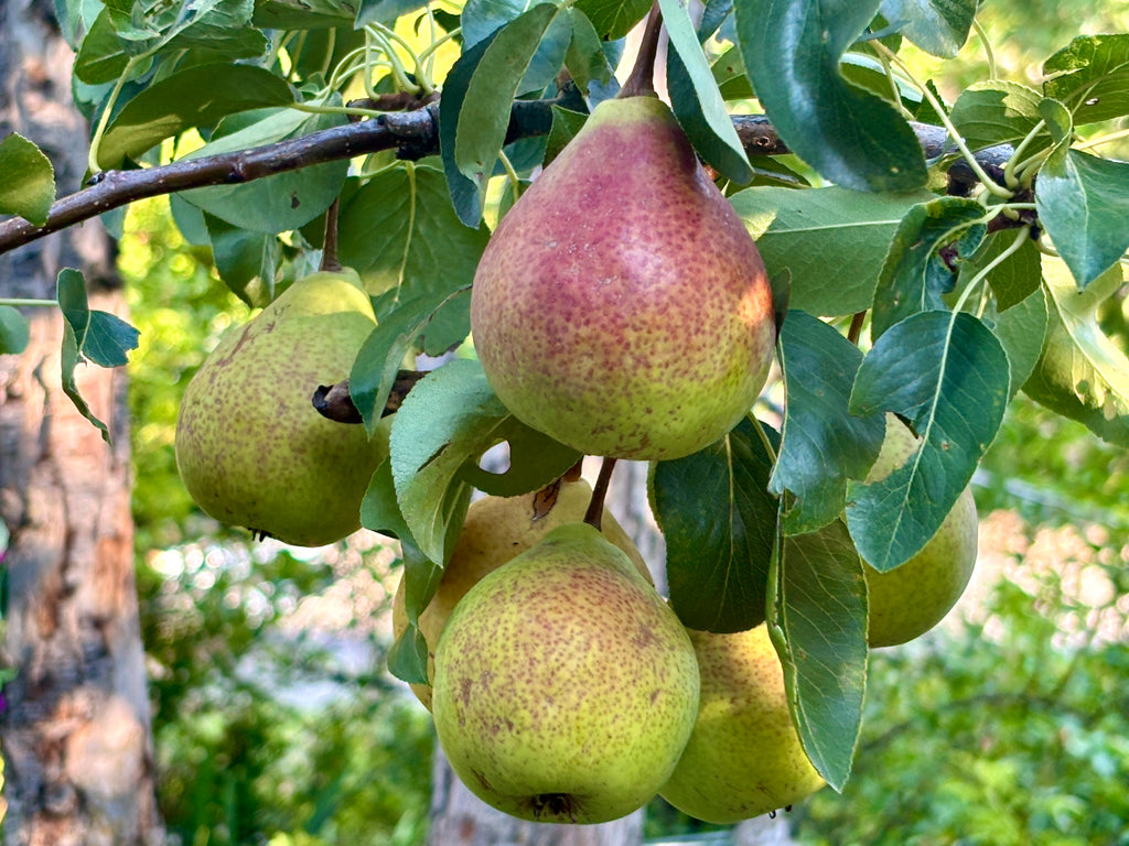 Summercrisp pears ripening on the branch